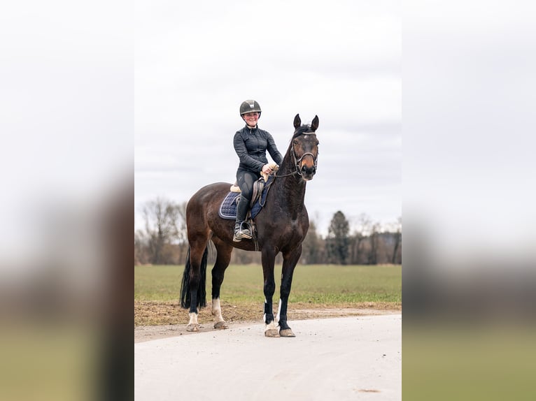 Cheval de sport allemand Jument 6 Ans 165 cm Bai brun in Kraiburg am Inn