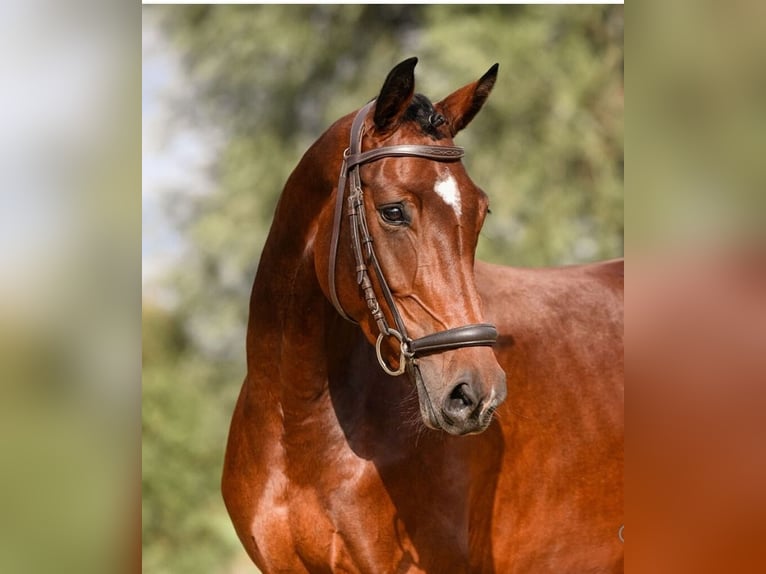 Cheval de sport allemand Jument 6 Ans 165 cm Bai in Fuldatal