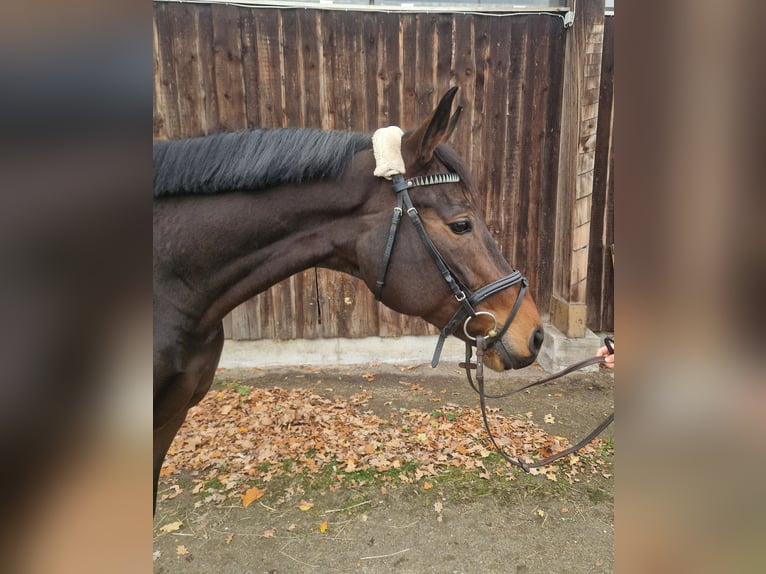 Cheval de sport allemand Jument 6 Ans 165 cm Bai in Mannheim Cheval de sport allemand Jument 6 Ans 165 cm Bai in Mannheim