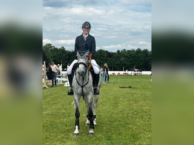 Cheval de sport allemand Jument 6 Ans 165 cm Gris moucheté in Westerstede