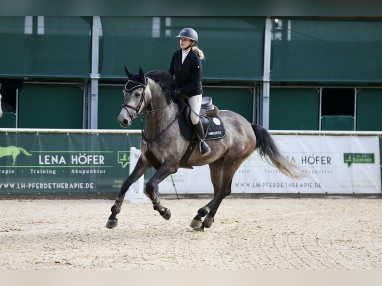 Cheval de sport allemand Jument 6 Ans 165 cm Gris pommelé in Sankt Margarethen bei Knittelfeld