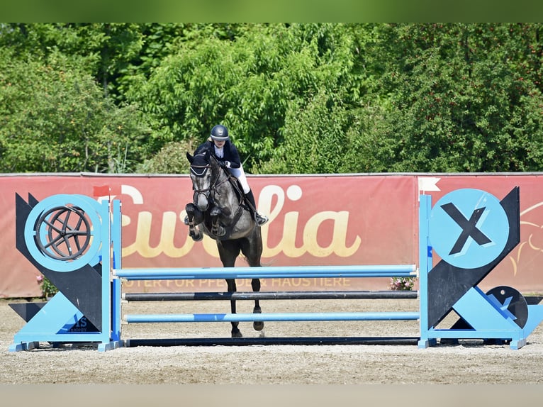 Cheval de sport allemand Jument 6 Ans 165 cm Gris pommelé in Sankt Margarethen bei Knittelfeld