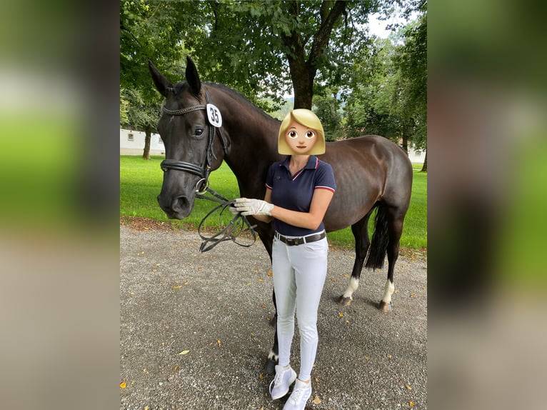 Cheval de sport allemand Jument 6 Ans 165 cm Noir in P&#xE4;hl