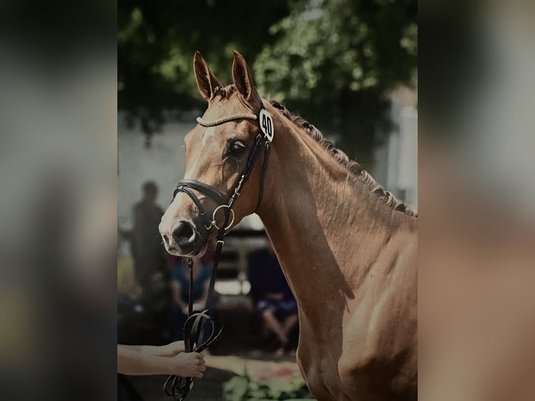 Cheval de sport allemand Jument 6 Ans 166 cm Alezan brûlé in Hallbergmoos