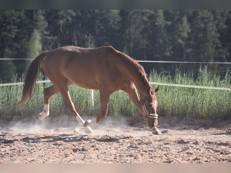 Cheval de sport allemand Jument 6 Ans 166 cm Alezan in Parkstein