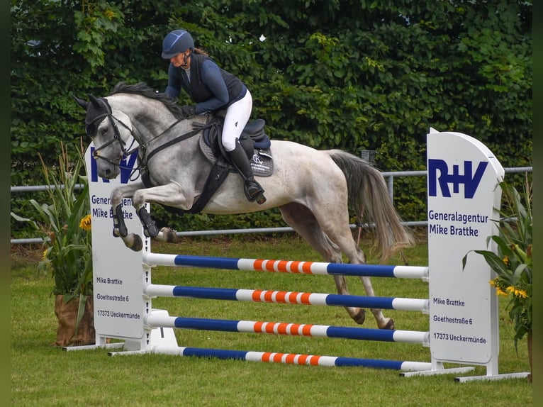 Cheval de sport allemand Jument 6 Ans 166 cm Gris in Hohen Wangelin