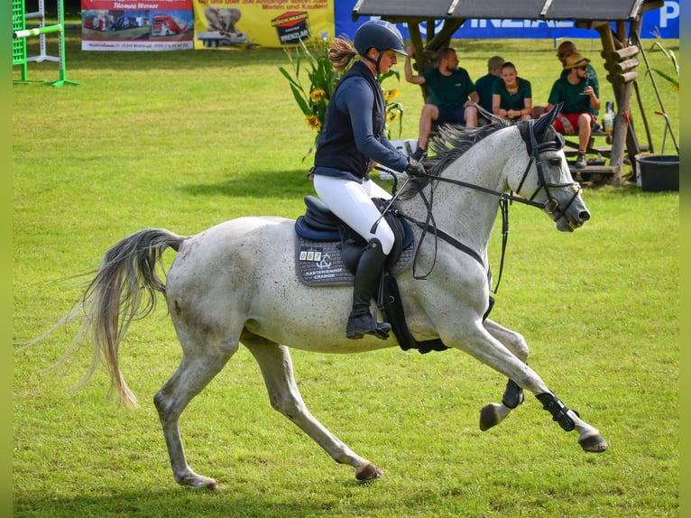 Cheval de sport allemand Jument 6 Ans 166 cm Gris in Hohen Wangelin