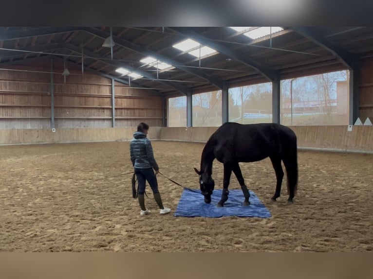 Cheval de sport allemand Jument 6 Ans 166 cm Noir in Hof