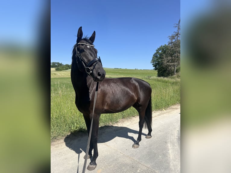 Cheval de sport allemand Jument 6 Ans 166 cm Noir in Hof