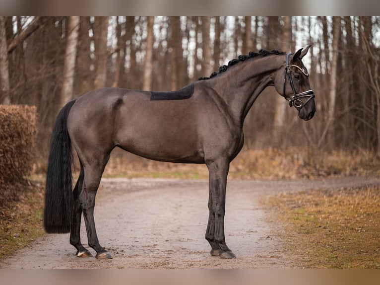Cheval de sport allemand Jument 6 Ans 166 cm Noir in Wehringen