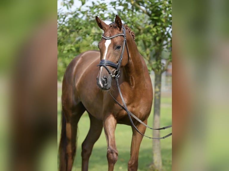 Cheval de sport allemand Jument 6 Ans 167 cm Alezan brûlé in Sassenberg