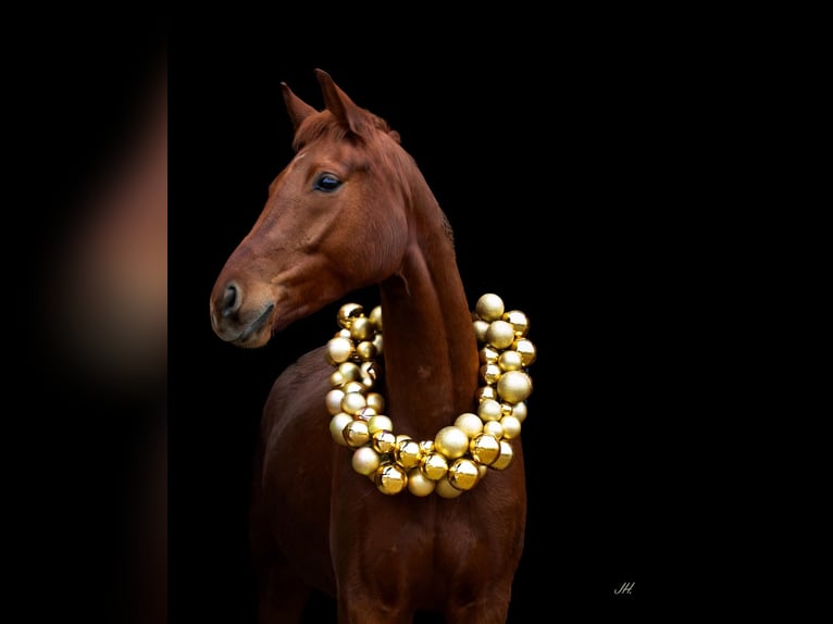 Cheval de sport allemand Jument 6 Ans 167 cm Alezan in Müncheberg