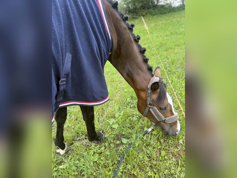 Cheval de sport allemand Jument 6 Ans 167 cm Bai brun in Altusried