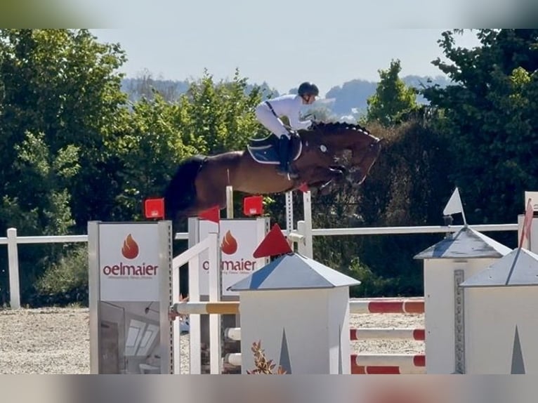 Cheval de sport allemand Jument 6 Ans 167 cm Bai brun in Altusried