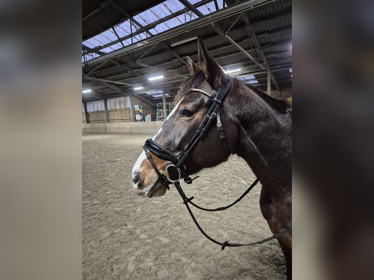 Cheval de sport allemand Jument 6 Ans 167 cm Bai in Münchberg