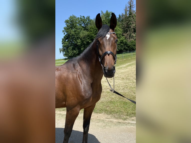 Cheval de sport allemand Jument 6 Ans 167 cm Bai in Palling