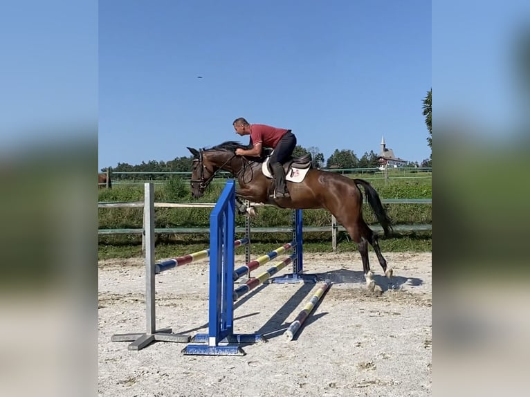 Cheval de sport allemand Jument 6 Ans 167 cm Bai in Palling