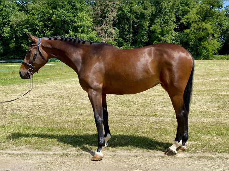 Cheval de sport allemand Jument 6 Ans 167 cm Bai in Palling