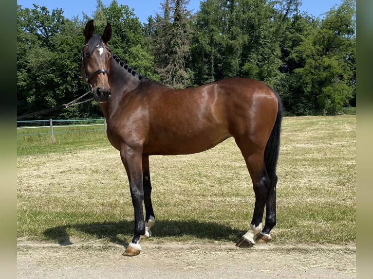 Cheval de sport allemand Jument 6 Ans 167 cm Bai in Palling