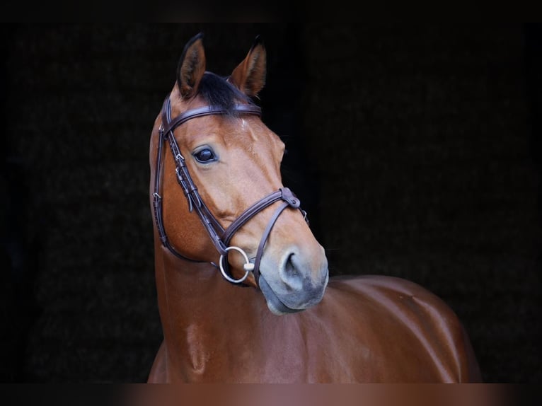 Cheval de sport allemand Jument 6 Ans 167 cm Bai in Landsberg