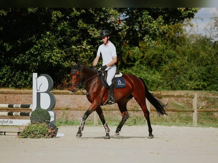 Cheval de sport allemand Jument 6 Ans 167 cm Bai in Riedstadt