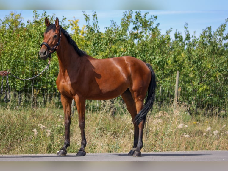 Cheval de sport allemand Jument 6 Ans 167 cm Bai in Sulzthal