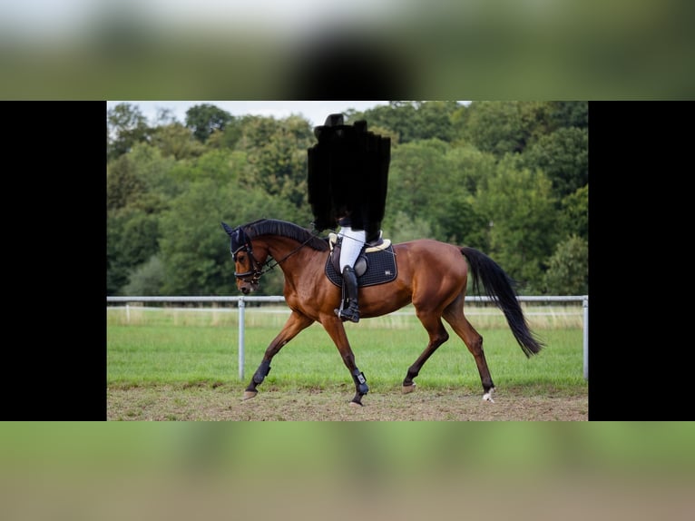 Cheval de sport allemand Jument 6 Ans 167 cm Bai in Sulzthal