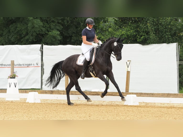 Cheval de sport allemand Jument 6 Ans 167 cm Noir in Illertissen