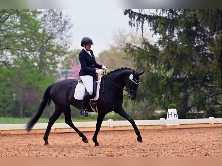 Cheval de sport allemand Jument 6 Ans 167 cm Noir in Illertissen