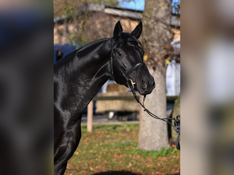 Cheval de sport allemand Jument 6 Ans 167 cm Noir in Möttingen