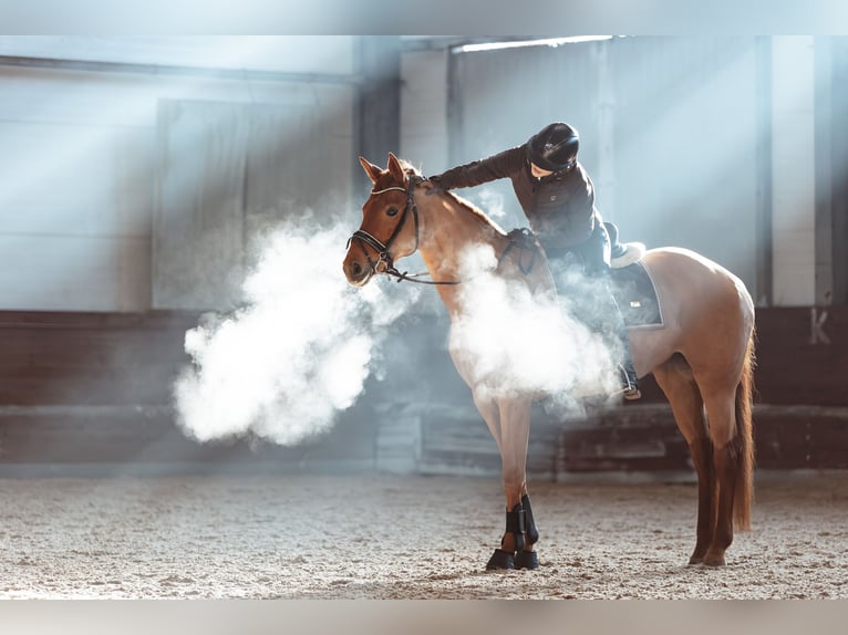 Cheval de sport allemand Jument 6 Ans 168 cm Alezan brûlé in Munich