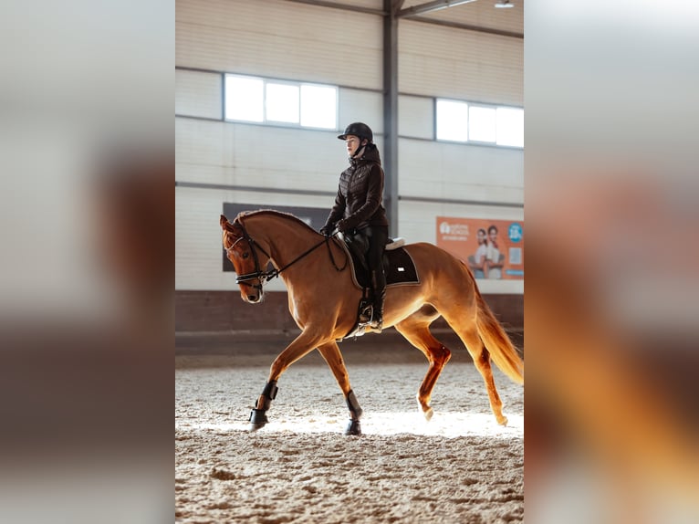 Cheval de sport allemand Jument 6 Ans 168 cm Alezan brûlé in Munich