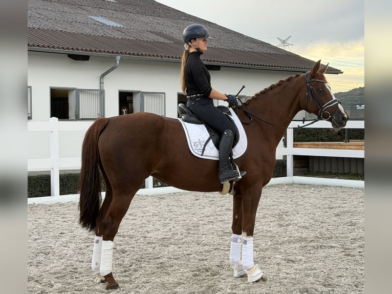 Cheval de sport allemand Jument 6 Ans 168 cm Alezan in Riedlingen