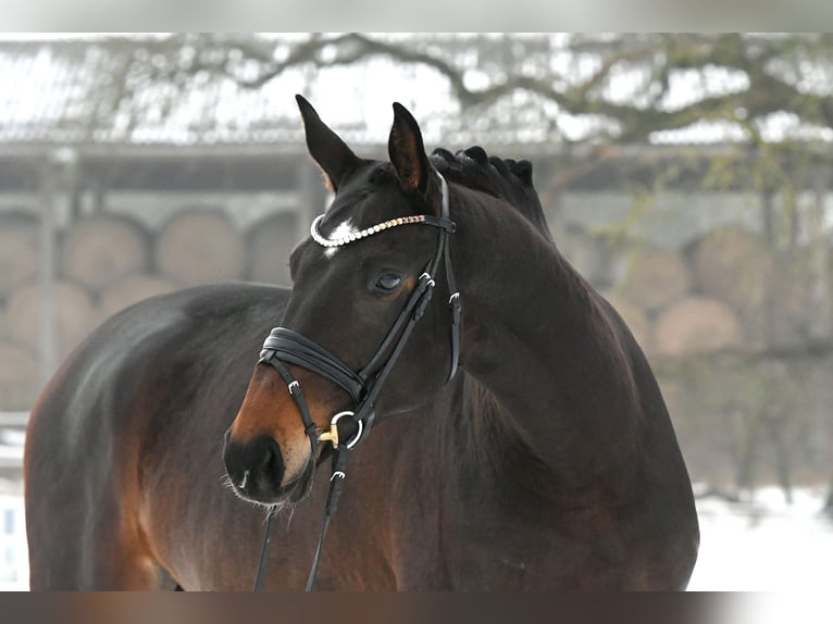 Cheval de sport allemand Jument 6 Ans 168 cm Bai brun in Kamern