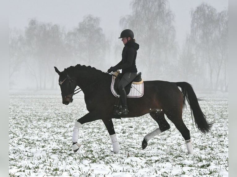 Cheval de sport allemand Jument 6 Ans 168 cm Bai brun in Kamern