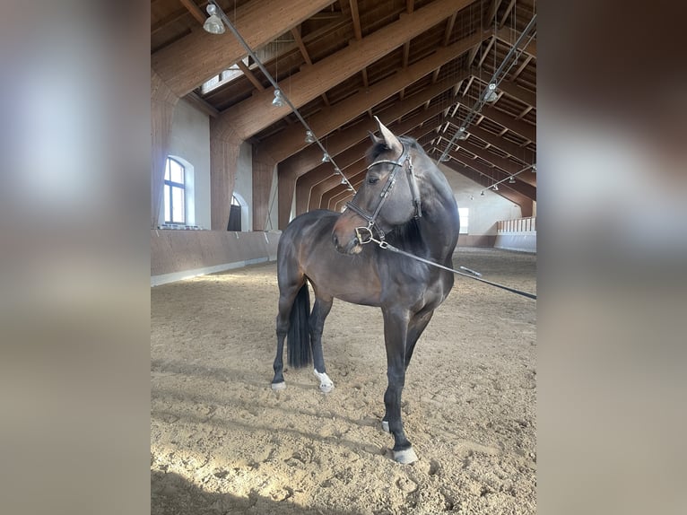 Cheval de sport allemand Jument 6 Ans 168 cm Bai brun in Greiz