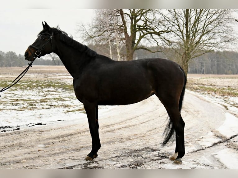 Cheval de sport allemand Jument 6 Ans 168 cm Bai brun foncé in Chojnów