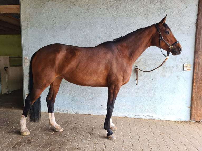 Cheval de sport allemand Jument 6 Ans 168 cm Bai in Großrinderfeld