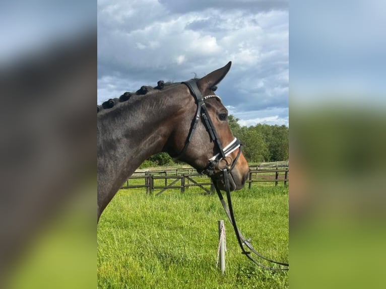 Cheval de sport allemand Jument 6 Ans 168 cm Bai in Büttelborn