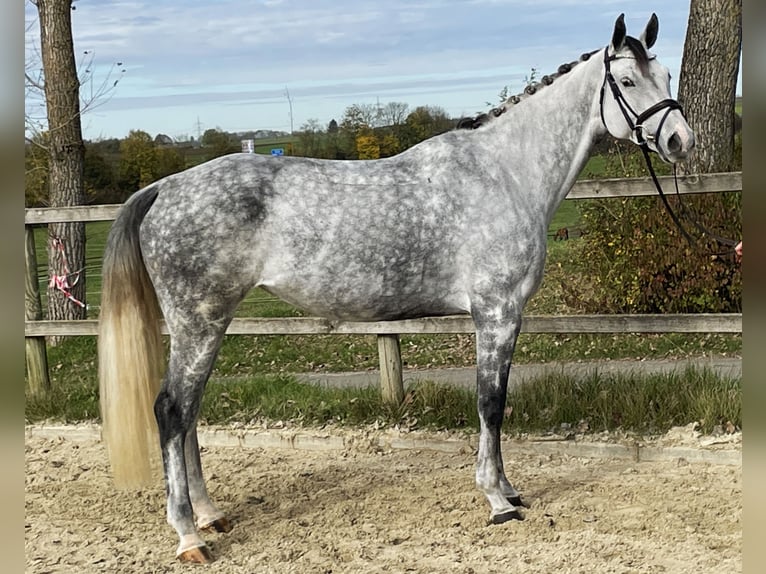 Cheval de sport allemand Jument 6 Ans 168 cm Gris in Bad Dürrheim