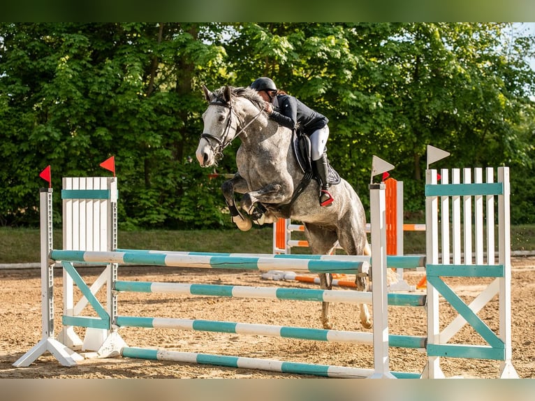 Cheval de sport allemand Jument 6 Ans 168 cm Gris in Blankenheim