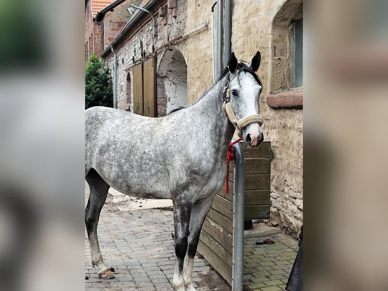 Cheval de sport allemand Jument 6 Ans 168 cm Gris in Blankenheim