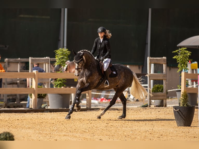 Cheval de sport allemand Jument 6 Ans 168 cm Gris in Kirchenthumbach