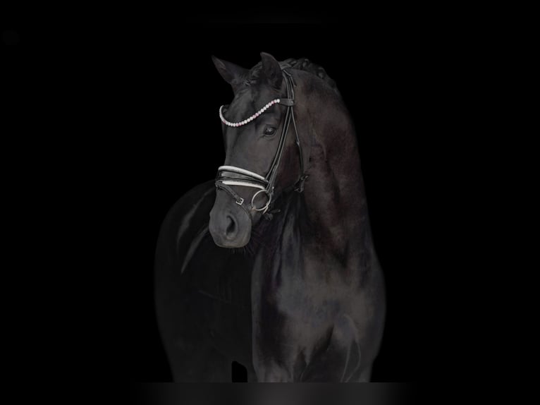 Cheval de sport allemand Jument 6 Ans 168 cm Noir in Wehringen