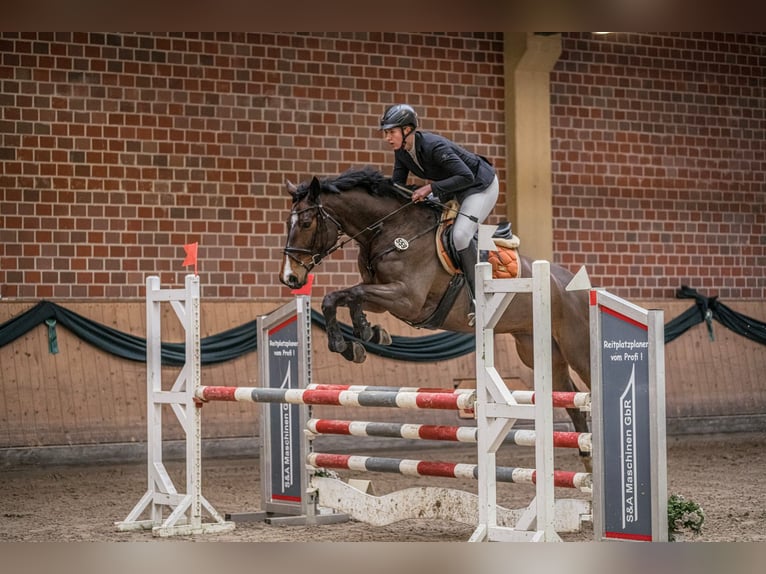 Cheval de sport allemand Jument 6 Ans 169 cm Bai in Borgholzhausen