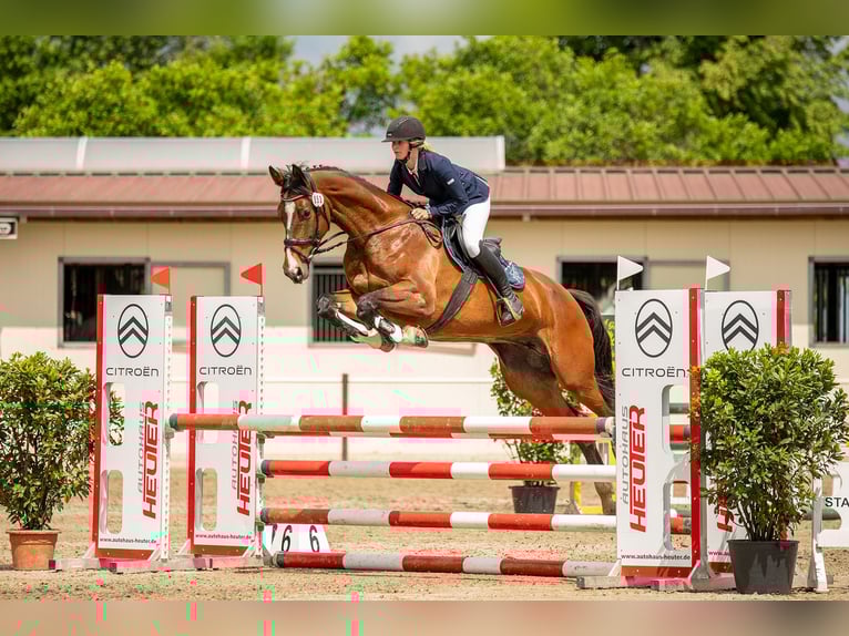 Cheval de sport allemand Jument 6 Ans 169 cm Bai in Döbeln