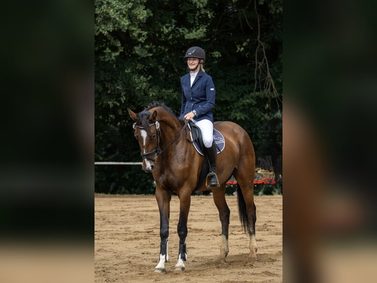 Cheval de sport allemand Jument 6 Ans 169 cm Bai in Döbeln