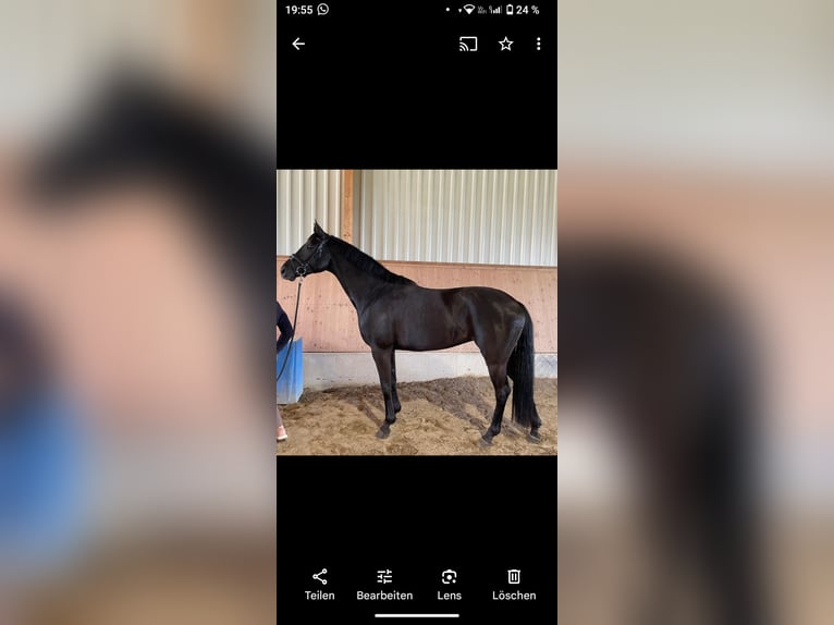 Cheval de sport allemand Jument 6 Ans 169 cm Noir in Maisach