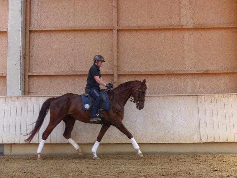 Cheval de sport allemand Jument 6 Ans 170 cm Alezan brûlé in Memmingen