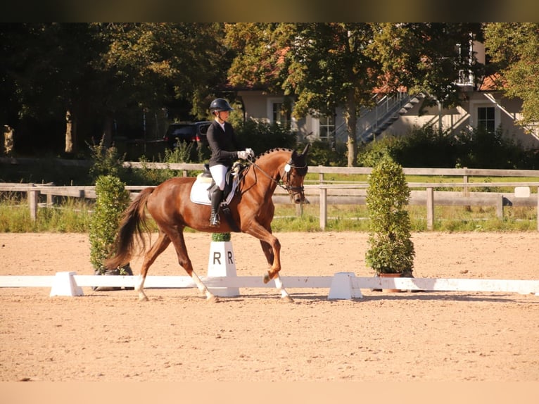 Cheval de sport allemand Jument 6 Ans 170 cm Alezan brûlé in Aurach